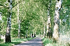 013_allee2.jpg 013_allee2.jpg